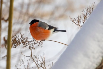 �������� �������. ����: �������� ������� ���