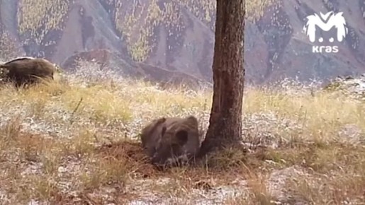 ������ ��� �� ����������� ������ ���� ����� ��, ��� � ��������� �� �����-���������� �����������: