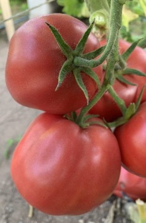 Томаты Староверческие: секреты успеха