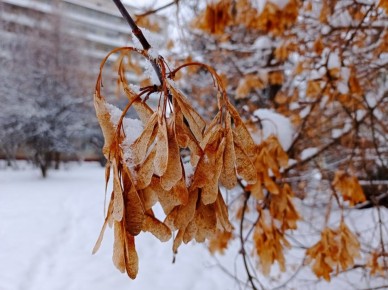 ������ ������� ������������� ���� ������� �� �����������