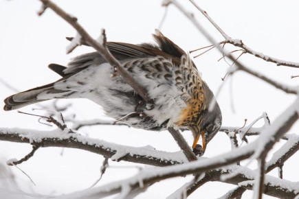 �������� ����������. �� ������ ���� � ������� ������ ���������� ��� �������� ������� �������