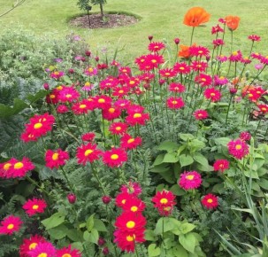 Секреты выбора растений для идеального цветника: что стоит избегать