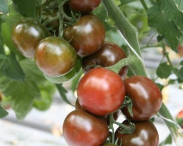 Томат Виагра: что нужно знать о новом экзотическом сорте