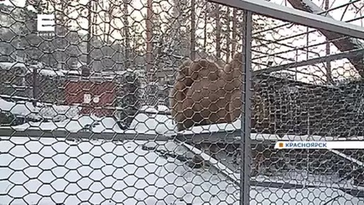 Не все питомцы «Роева ручья» легко переживают сибирскую зиму