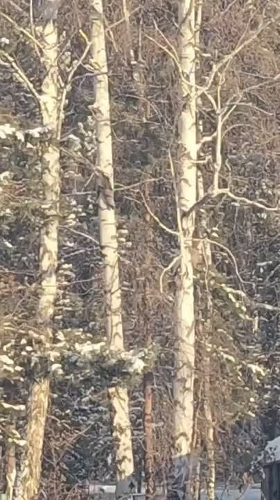 �� �����-������ ������ ��������� �����?