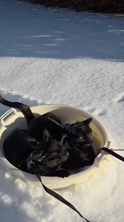 ������ ����!. �������� ����������� ��������� ��-�������� ������