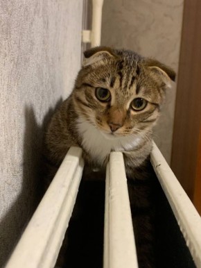 ��������, � ����� ��� ����������?