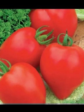 ����� ������: ����� �������� ����������� �������� �� ����� �������