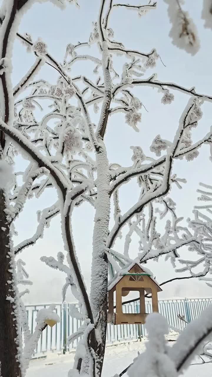 Погода на 23 января. ТВК