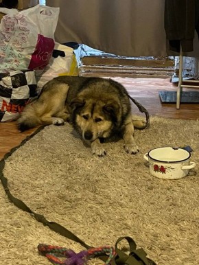 Спасение собакена. Продолжение утреннего поста: «Собачка у меня, отогревается. Кое-как поймали, не давал близко подходить, бедняга совсем обессилел, спит сейчас. Всем, кто переживает, за собачкой едет хозяин. Он уже 4 дня...