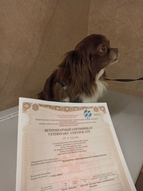 12 собак и 3 кошки улетели из Красноярска в другие страны, а ты нет