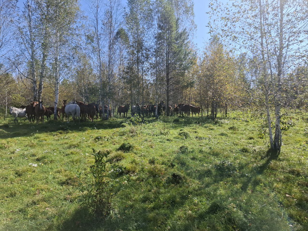 Земля под особой охраной: по искам прокуратуры государству возвращены участки в границах заказника «Кебежский» Земля под особой охраной: по искам прокуратуры государству возвращены участки в границах заказника «Кебежский»