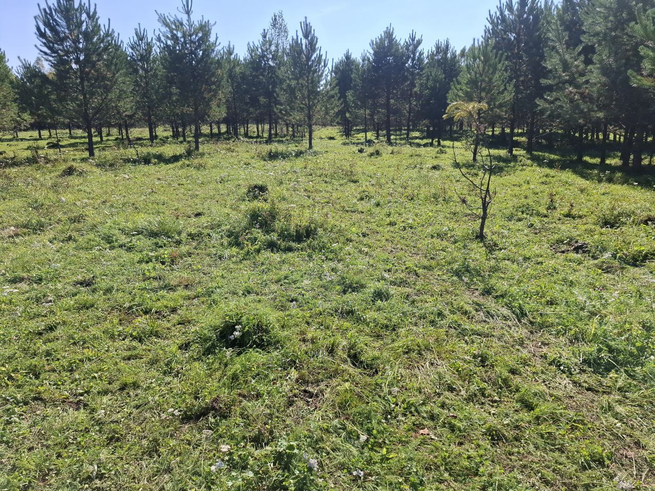 Земля под особой охраной: по искам прокуратуры государству возвращены участки в границах заказника «Кебежский» Земля под особой охраной: по искам прокуратуры государству возвращены участки в границах заказника «Кебежский»