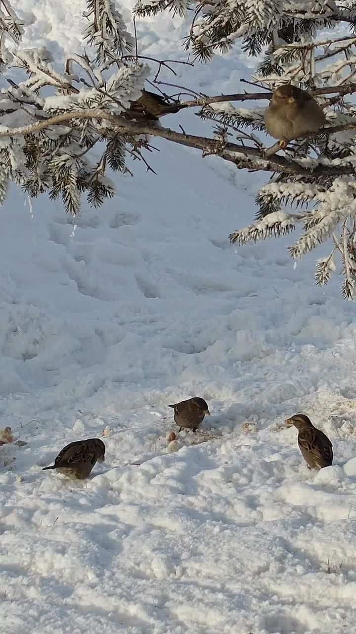 Погода на 24 января. ТВК