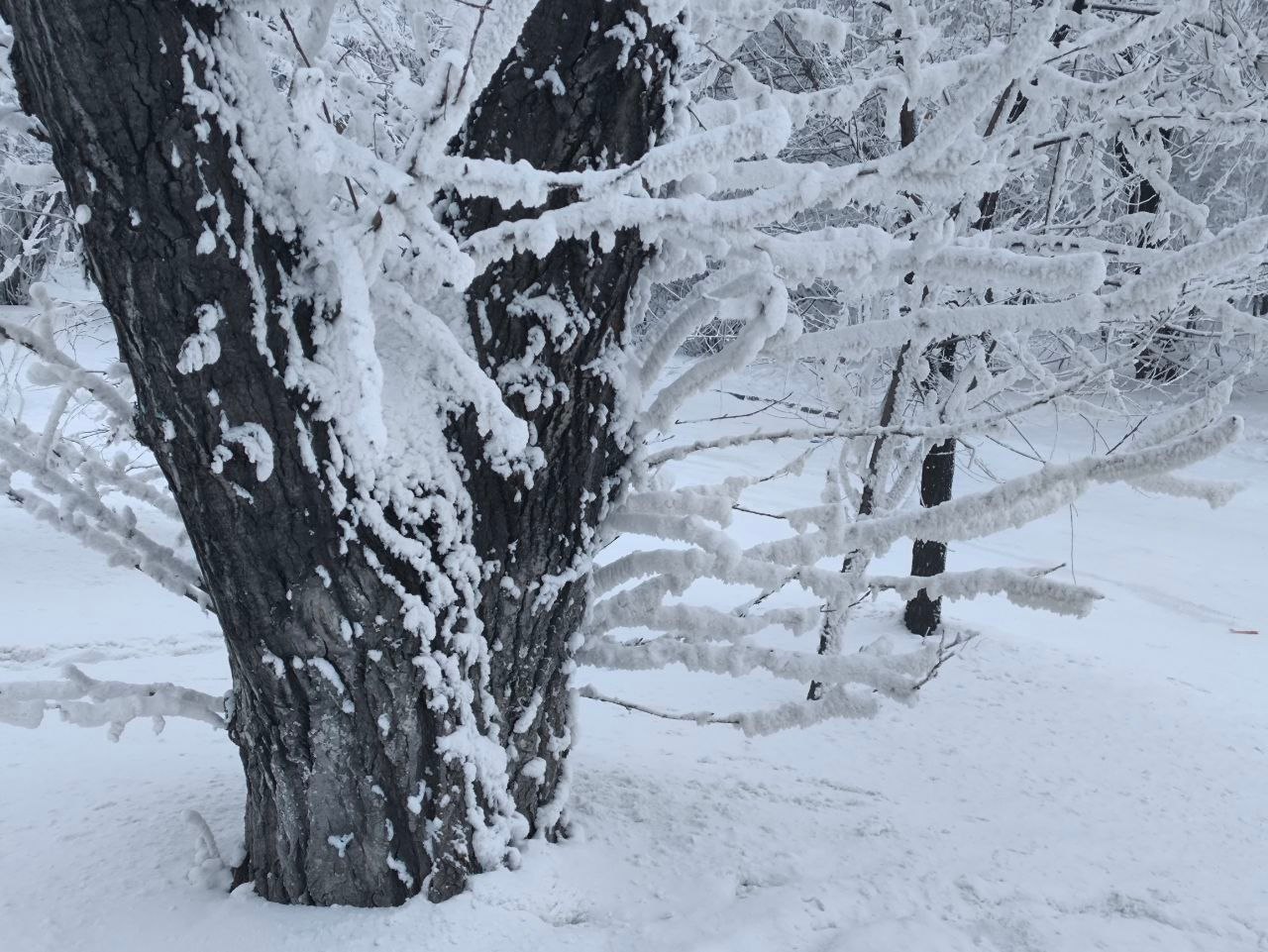 «-20 и теплее»: Красноярск подошел к концу январских морозов