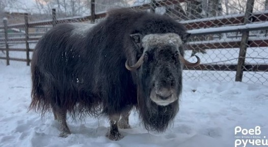 Спасенная на Таймыре Алана радуется пушистому снегу