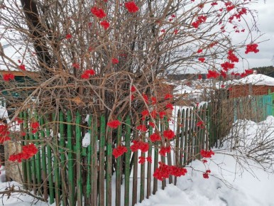 ���������� �� -17�C ������ �� �������� � �����������