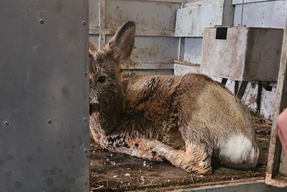 Обессилившую косулю спасли в Ачинске Обессилившую косулю спасли в Ачинске