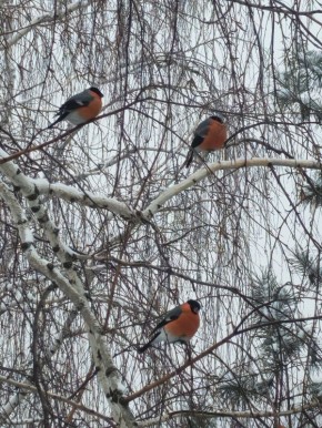 ������� � �������������. �� ���� ������� ���������� ������� ���