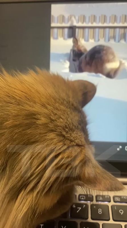 ����������: ������ ���� ���� � �������� �� ������ �� ���