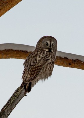 ���� ������� � ��������. ��� ��������� �������