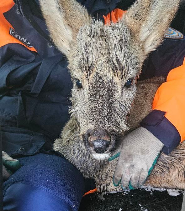 Обессилившую косулю спасли в Ачинске