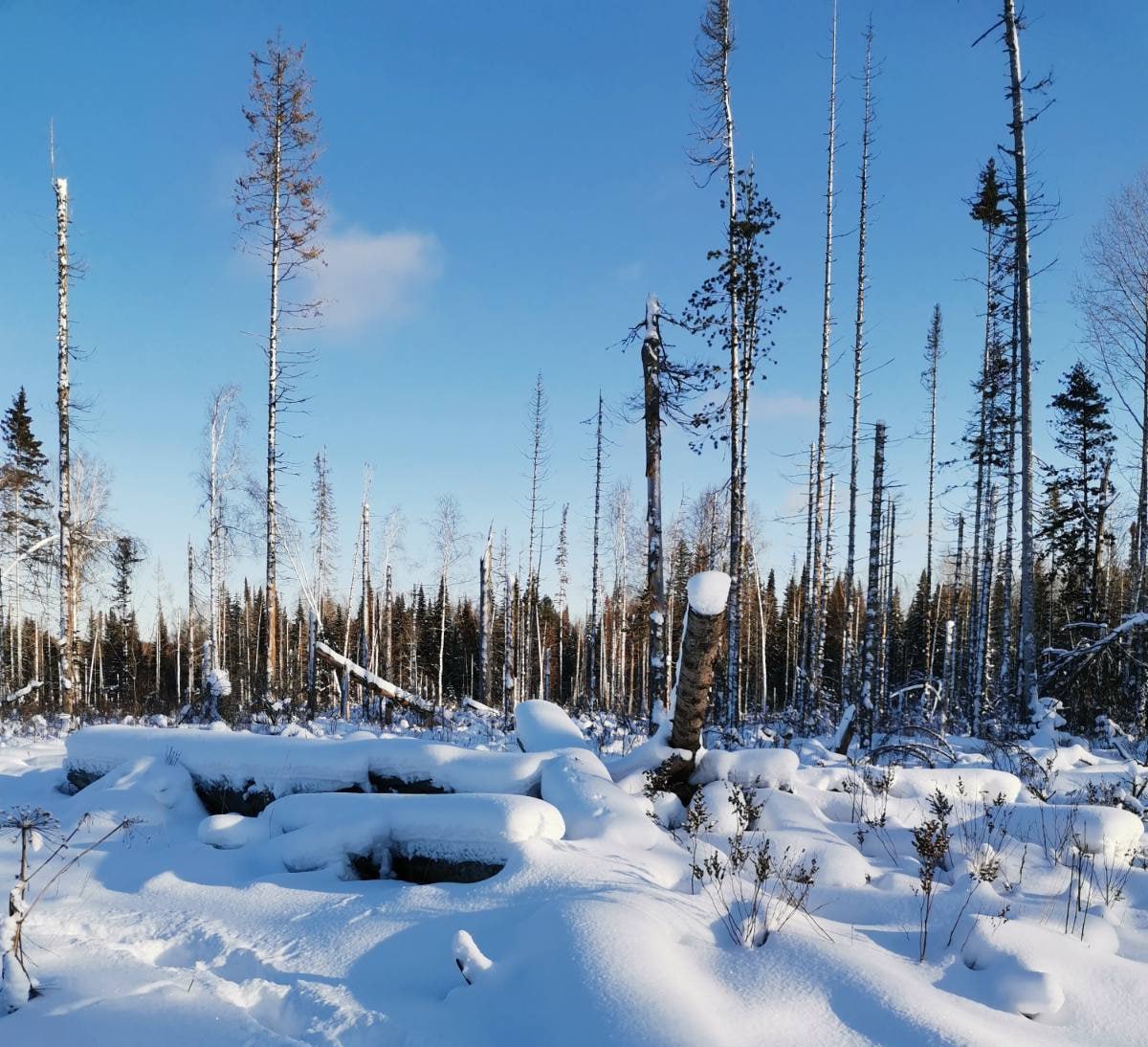 Метровая ошибка – миллионный ущерб: после вмешательства прокуратуры с предпринимателя и лесничества взыскано 3,9 млн руб