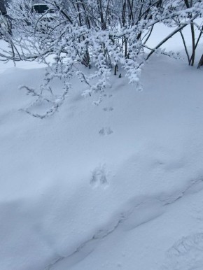 � ����������� �������� ����� �������