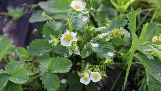 ��� ��������� ������� �������� ����������� ������ �� 25%