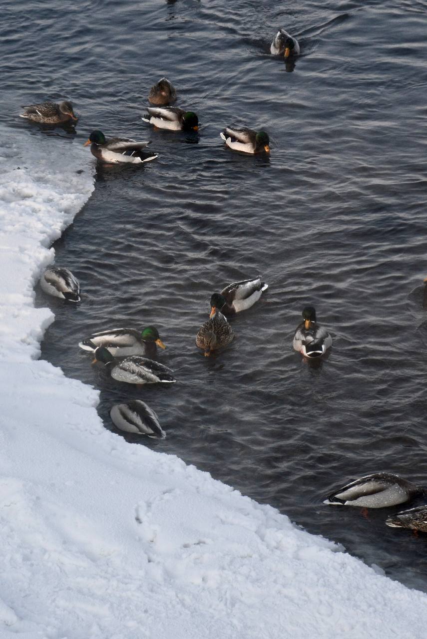Красноярских морозных пейзажей вам в ленту! Красноярских морозных пейзажей вам в ленту!