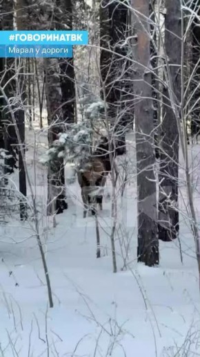 Красавец-марал собрал десятки зрителей на оживленной трассе