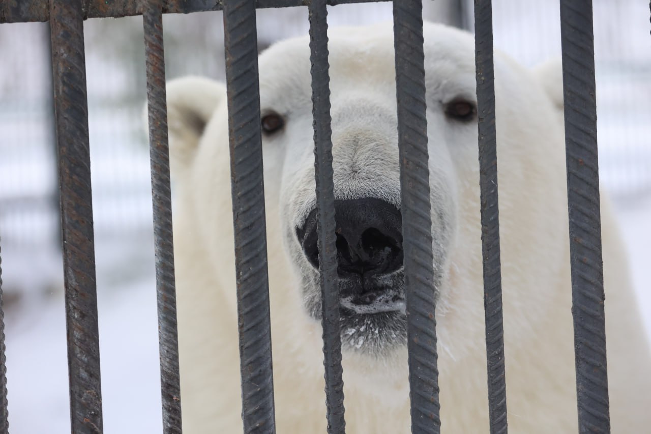 Если ты зубр, белый медведь, полярный волк или всеми любимый манул Борис, то морозы под сорок градусов для тебя — просто курорт Если ты зубр, белый медведь, полярный волк или всеми любимый манул Борис, то морозы под сорок градусов для тебя — просто курорт