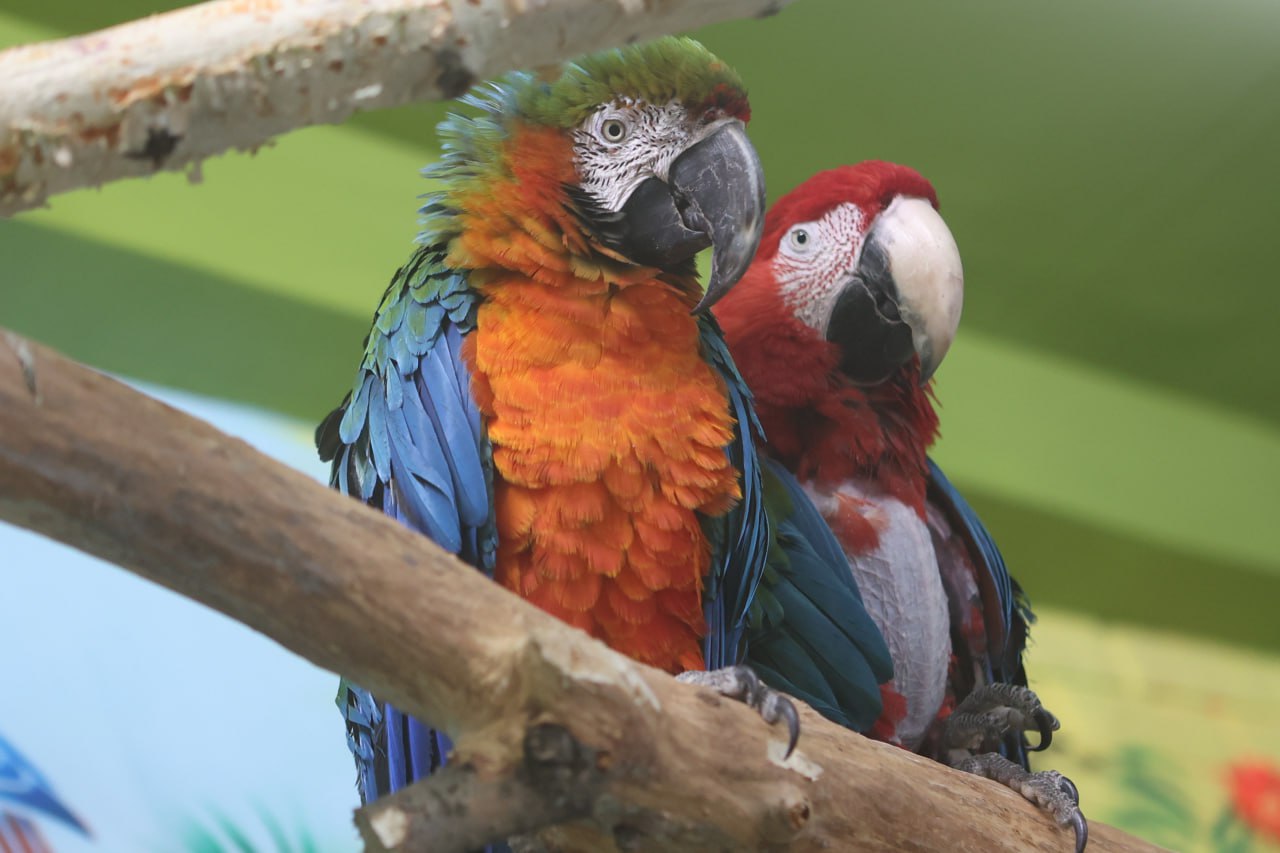 Если ты зубр, белый медведь, полярный волк или всеми любимый манул Борис, то морозы под сорок градусов для тебя — просто курорт Если ты зубр, белый медведь, полярный волк или всеми любимый манул Борис, то морозы под сорок градусов для тебя — просто курорт