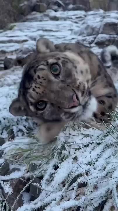 ������ ����. ��� ��� ���