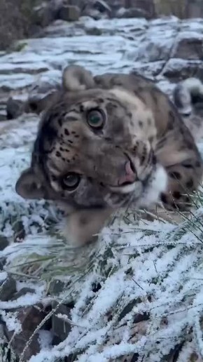 ������ ����. ��� ��� ���