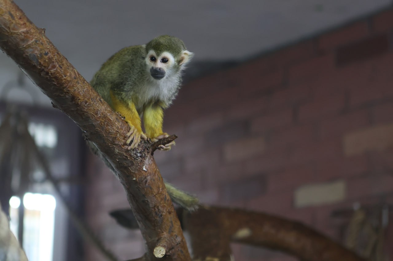 Если ты зубр, белый медведь, полярный волк или всеми любимый манул Борис, то морозы под сорок градусов для тебя — просто курорт Если ты зубр, белый медведь, полярный волк или всеми любимый манул Борис, то морозы под сорок градусов для тебя — просто курорт