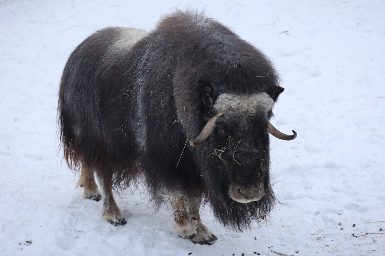 Если ты зубр, белый медведь, полярный волк или всеми любимый манул Борис, то морозы под сорок градусов для тебя — просто курорт Если ты зубр, белый медведь, полярный волк или всеми любимый манул Борис, то морозы под сорок градусов для тебя — просто курорт