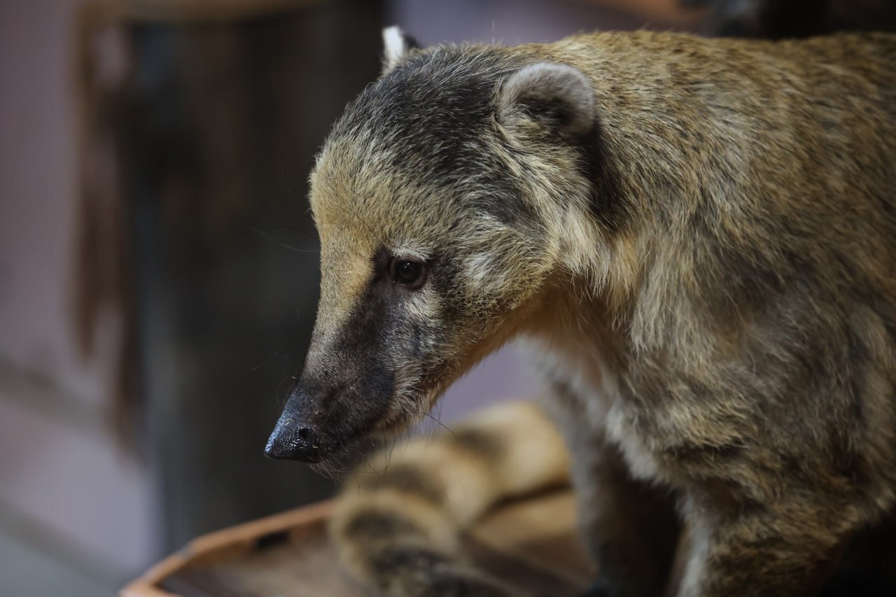 Если ты зубр, белый медведь, полярный волк или всеми любимый манул Борис, то морозы под сорок градусов для тебя — просто курорт Если ты зубр, белый медведь, полярный волк или всеми любимый манул Борис, то морозы под сорок градусов для тебя — просто курорт