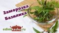 Заморозка базилика на зиму: простые способы сохранить аромат