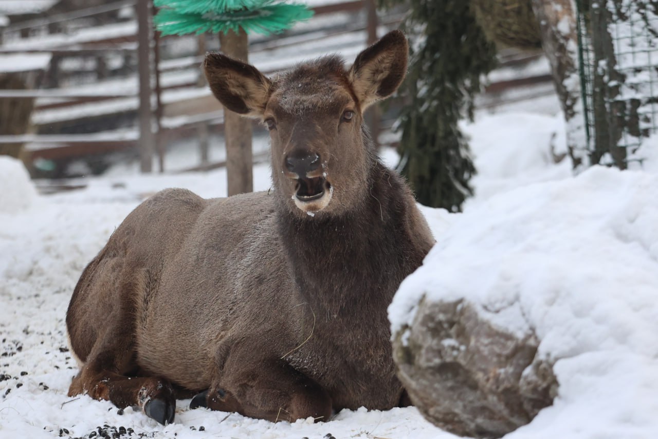 Если ты зубр, белый медведь, полярный волк или всеми любимый манул Борис, то морозы под сорок градусов для тебя — просто курорт Если ты зубр, белый медведь, полярный волк или всеми любимый манул Борис, то морозы под сорок градусов для тебя — просто курорт