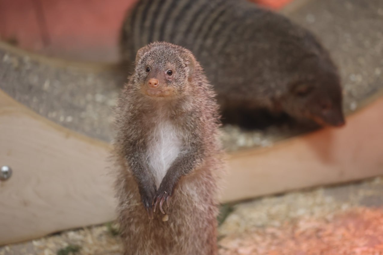 Если ты зубр, белый медведь, полярный волк или всеми любимый манул Борис, то морозы под сорок градусов для тебя — просто курорт Если ты зубр, белый медведь, полярный волк или всеми любимый манул Борис, то морозы под сорок градусов для тебя — просто курорт