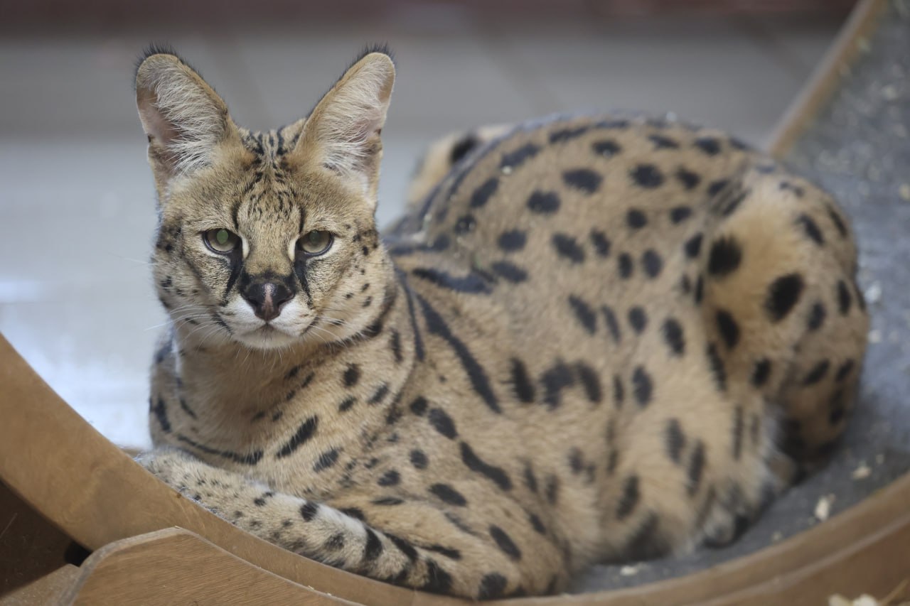 Если ты зубр, белый медведь, полярный волк или всеми любимый манул Борис, то морозы под сорок градусов для тебя — просто курорт Если ты зубр, белый медведь, полярный волк или всеми любимый манул Борис, то морозы под сорок градусов для тебя — просто курорт