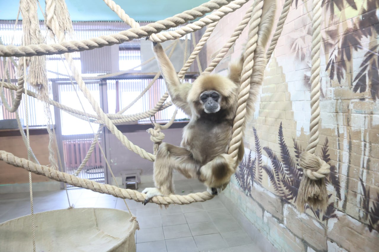 Если ты зубр, белый медведь, полярный волк или всеми любимый манул Борис, то морозы под сорок градусов для тебя — просто курорт Если ты зубр, белый медведь, полярный волк или всеми любимый манул Борис, то морозы под сорок градусов для тебя — просто курорт