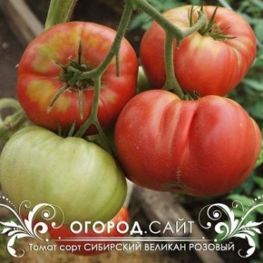 Томат Сибирский великан: крупноплодный гигант для открытого грунта и теплиц