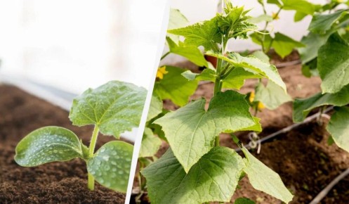 ��� �������� ������ �� ������� ��� �������: ������������ �����������