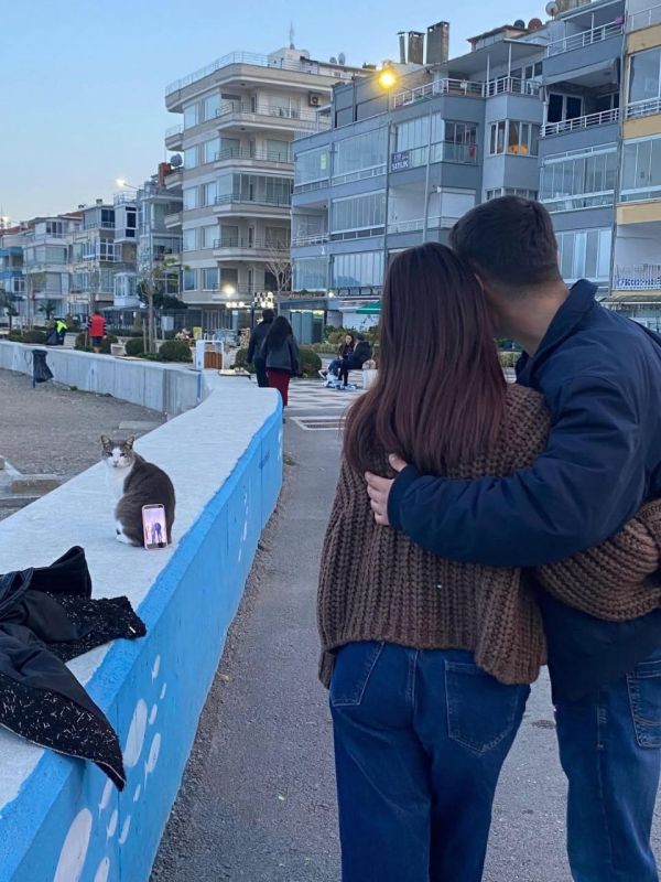 Пара из Стамбула нашла новое «применение» кота