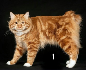 ������� �����, ��������� ������� � ����� ����: ������������ ���� �������� ���������� ���������� ��������