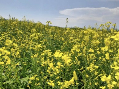 �������� �������� �� ������������� ����������� ����������