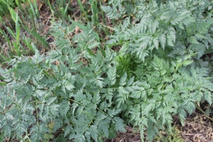 ���������, ������� ������������: ��� ���������� � ���������� �������� ������