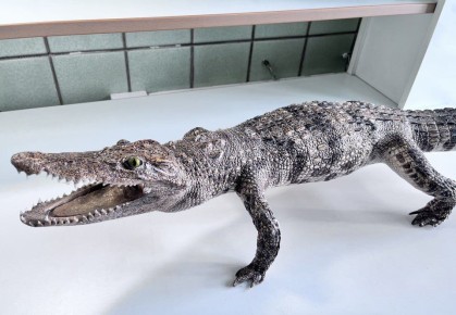 Красноярские таможенники нашли у пассажирки из Вьетнама чучело сиамского крокодила